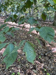 Litylenchus crenatae