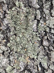 Flavopunctelia soredica