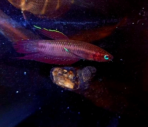 Selangor red fighter (Betta livida) — Osphronemidae — 4