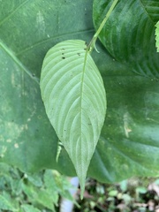 Rhynchoglossum obliquum