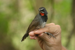 Calliope pectoralis