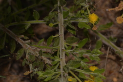 Acacia idiomorpha