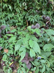 Rhynchoglossum obliquum