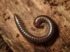 Cylindroiulus caeruleocinctus