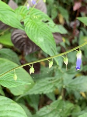 Rhynchoglossum obliquum
