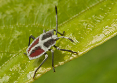 Tessaratomidae