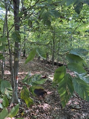 Litylenchus crenatae