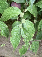 Elatostema cyrtandrifolium
