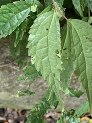 Elatostema cyrtandrifolium
