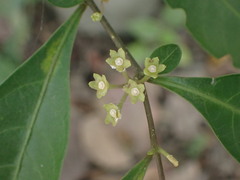 Solanum diphyllum