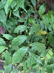Elatostema cyrtandrifolium