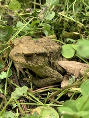 Bufo bankorensis
