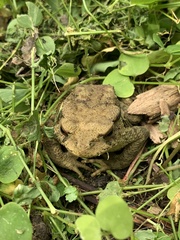 Bufo bankorensis