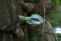 Tropidolaemus subannulatus