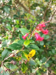 Escallonia rubra