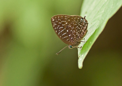 Arhopala democritus
