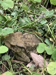 Bufo bankorensis