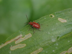 Criocerinae