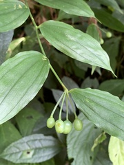 Disporum kawakamii