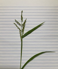 Urochloa fusca