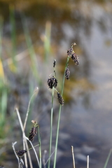Carex atrofusca