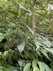 Disporum kawakamii