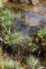 Carex atrofusca