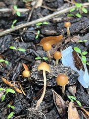 Galerina semilanceata