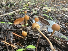 Galerina semilanceata