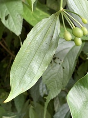 Disporum kawakamii