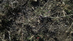 Justicia divaricata
