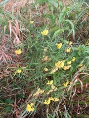 Euthamia caroliniana