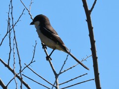 Lanius collaris collaris