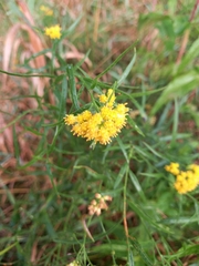 Euthamia caroliniana