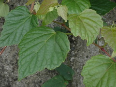 Ampelopsis glandulosa hancei
