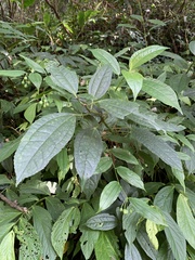 Disporum kawakamii