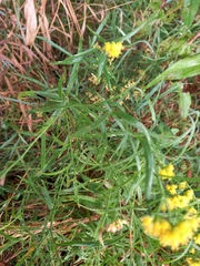 Euthamia caroliniana