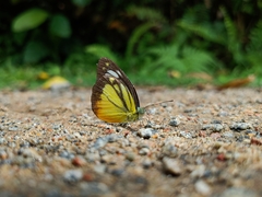 Cepora iudith malaya
