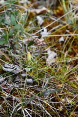 Tofieldia coccinea