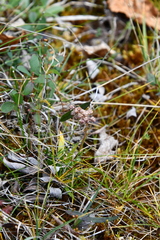 Tofieldia coccinea