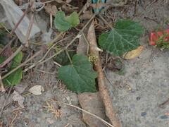 Ampelopsis glandulosa hancei