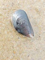 Mytilus edulis