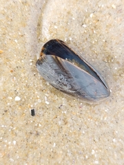 Mytilus edulis