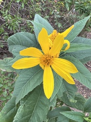 Helianthus divaricatus