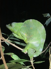 Trioceros deremensis