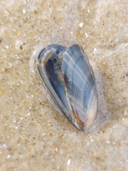 Mytilus edulis