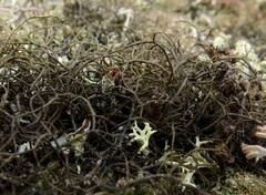 Cetraria aculeata