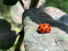 Harmonia dimidiata