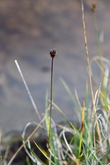 Juncus triglumis