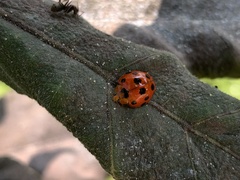 Harmonia dimidiata